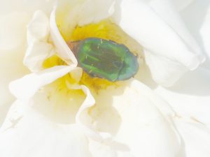 Emerald beetle in rose